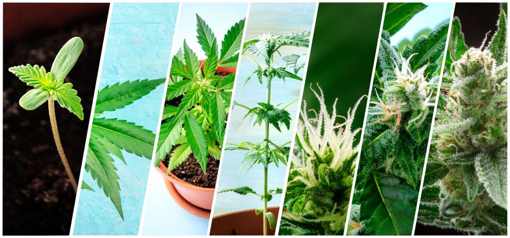 The Stages of Cannabis Growth