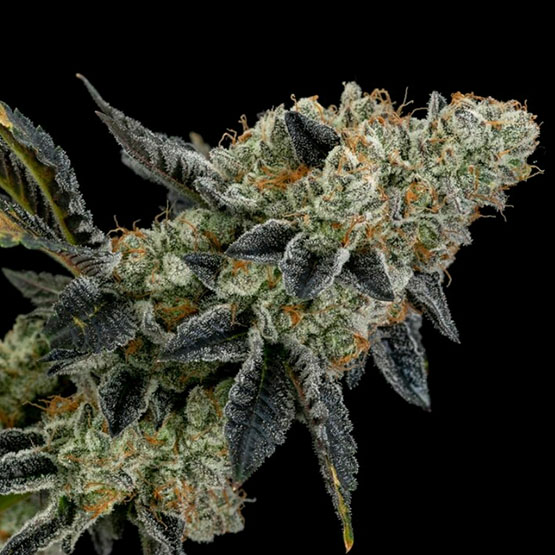 Strain Review: End Game RBX a/k/a The Punch Line