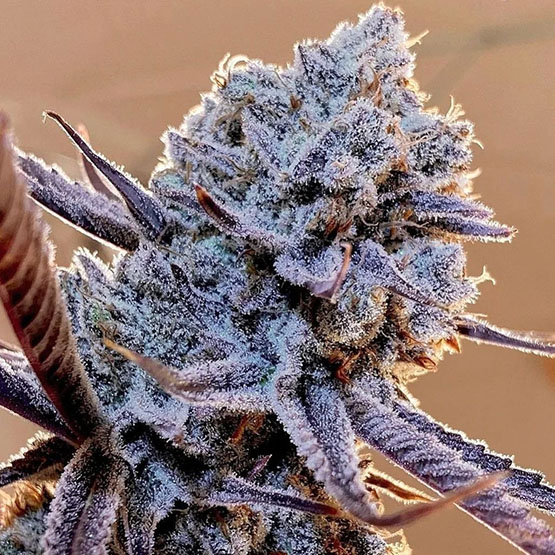 https://api.ethosgenetics.com/wp-content/uploads/2022/05/Lilac-Diesel-RBX2.jpg